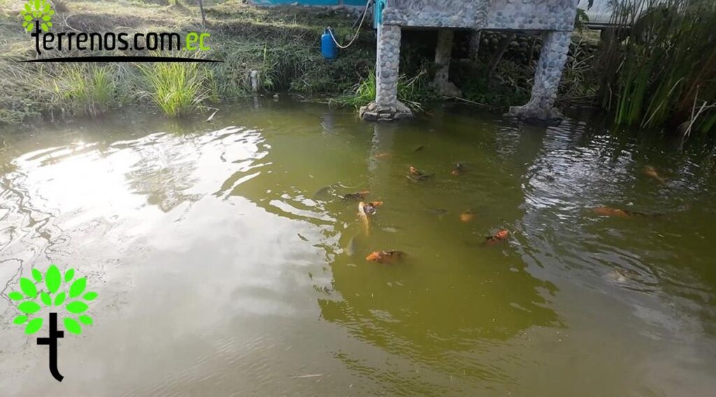 Vista adicional de terreno en venta en El Tena, Napo