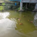 Vista adicional de terreno en venta en El Tena, Napo