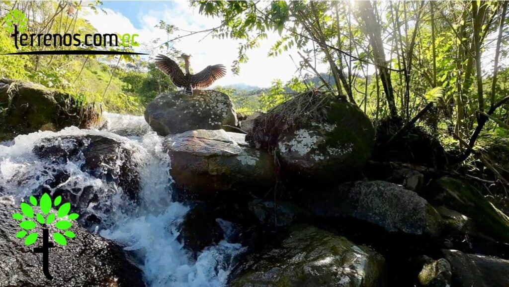 Vista adicional de terreno en venta en El Tena, Napo
