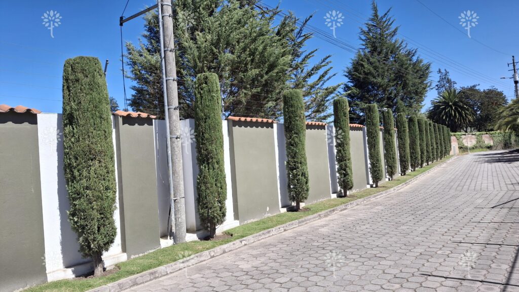 Prado 6