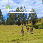 Vista adicional de terreno en venta en Alangasi, Quito, Pichincha