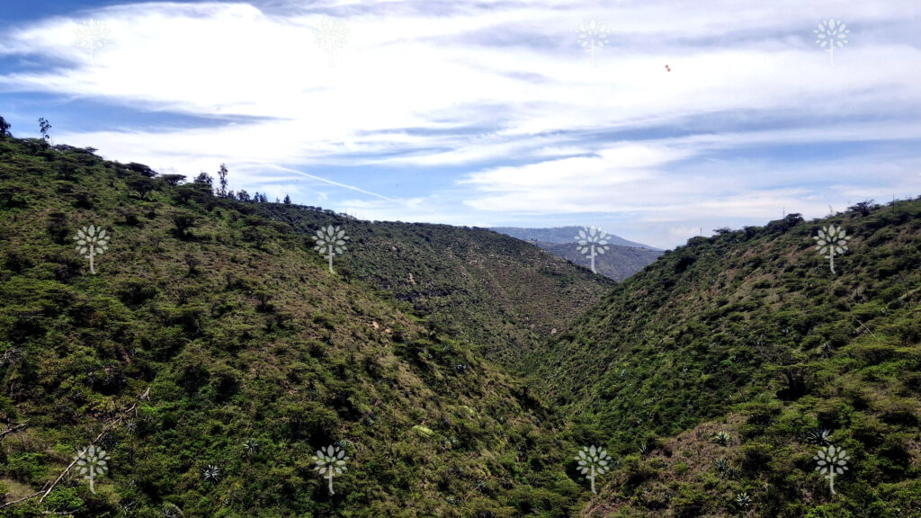 FOTO4