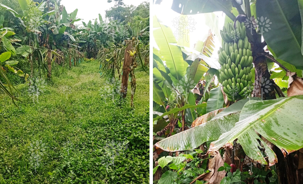 Vista adicional de terreno en venta en Pedro Vicente Maldonado, Pichincha