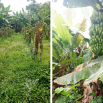 Vista adicional de terreno en venta en Pedro Vicente Maldonado, Pichincha