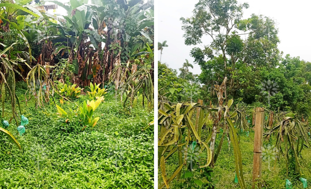 Vista adicional de terreno en venta en Pedro Vicente Maldonado, Pichincha