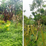 Vista adicional de terreno en venta en Pedro Vicente Maldonado, Pichincha