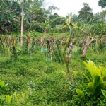 Vista adicional de terreno en venta en Pedro Vicente Maldonado, Pichincha