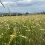 Vista adicional de terreno en venta en Malchingui, Pedro Moncayo, Pichincha