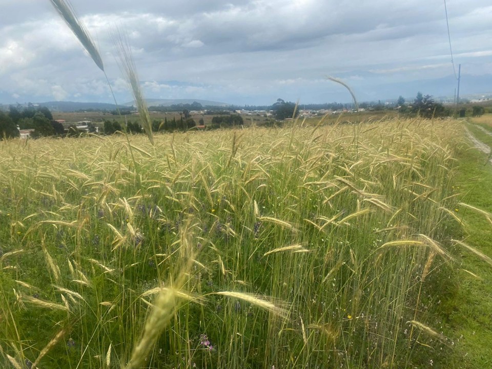 Vista adicional de terreno en venta en Malchingui, Pedro Moncayo, Pichincha