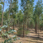 Vista adicional de terreno en venta en Yaruqui, Quito, Pichincha