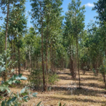 Vista adicional de terreno en venta en Yaruqui, Quito, Pichincha